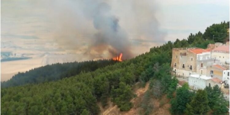 Rogo attualmente è confinato nell'area boschiva