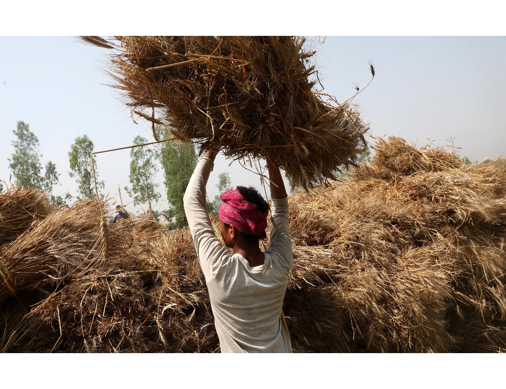 India taglia export di farine derivate da grano