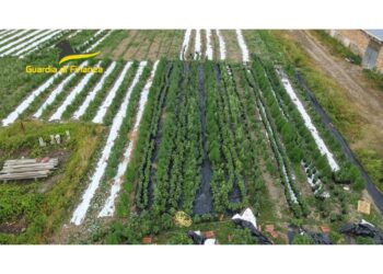 3.000 piante e 113 kg sostanza del valore di 2 mln sul mercato