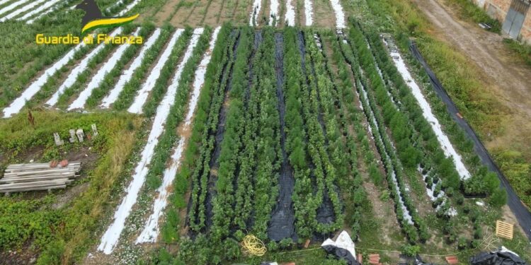 3.000 piante e 113 kg sostanza del valore di 2 mln sul mercato