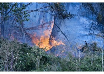 Su colline ponente genovese. In fumo 240 mila mq alberi