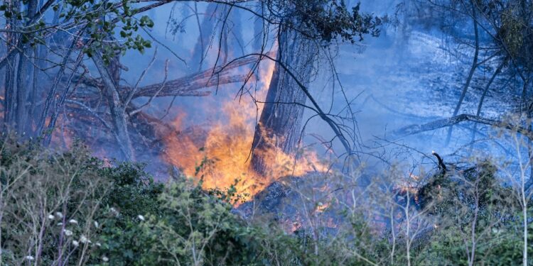 Su colline ponente genovese. In fumo 240 mila mq alberi