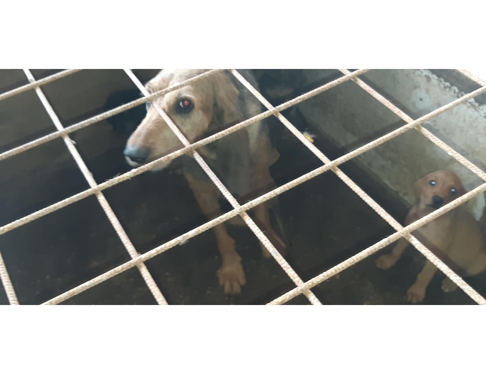 Riduzione pagamento della Tari a chi adotta cane nel trapanese