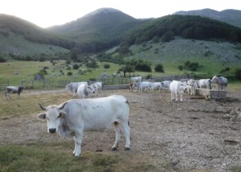 Perdita di latte di circa il 20%