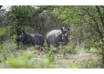 Nel Parco nazionale Kruger