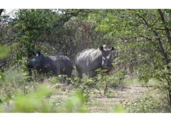 Nel Parco nazionale Kruger