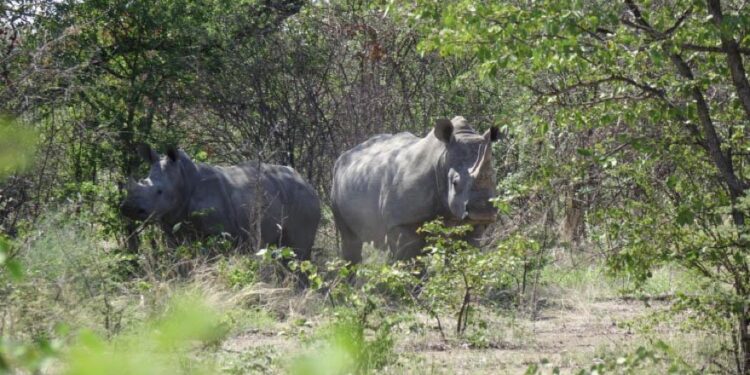 Nel Parco nazionale Kruger