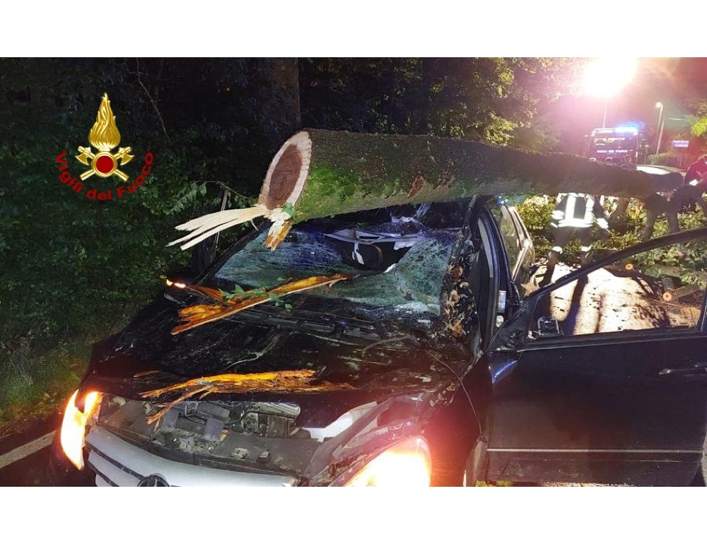 Tagliano alberi con motosega su strada, ferita automobilista