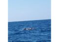 Avvistati al largo di Torvajanica