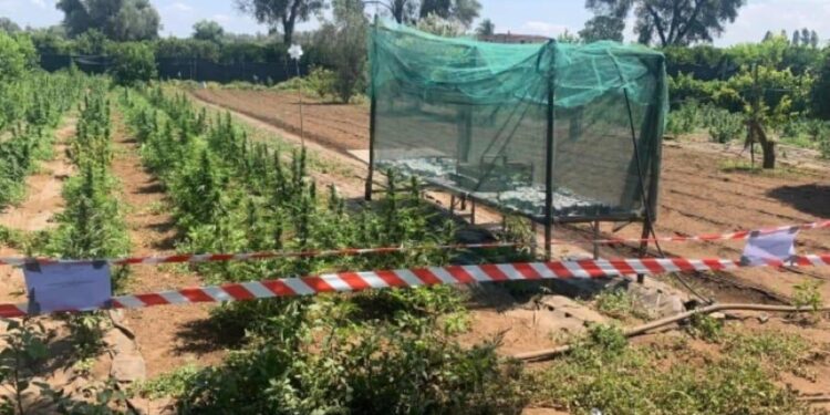 Individuate da Cc a Rosarno.Sequestrate 18 mila piante marijuana