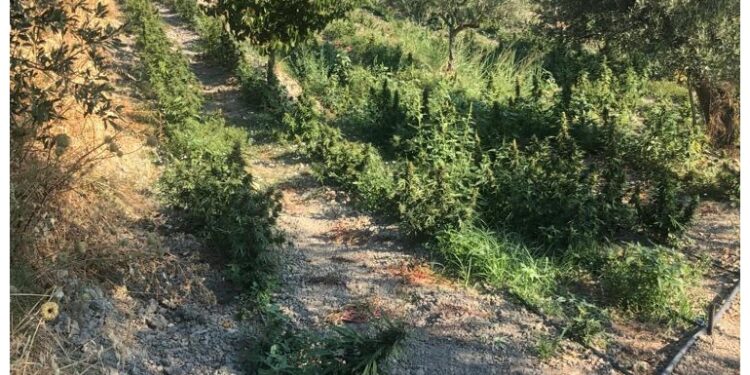 Sorpresi in tre dai Cc nel Crotonese a coltivare marijuana
