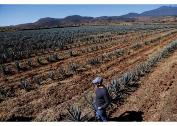 Stressare le piantagioni di agave metterebbe a rischio ambiente