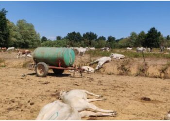 Siccità aumenta tossina.Erano 50 bovini nel Cuneese