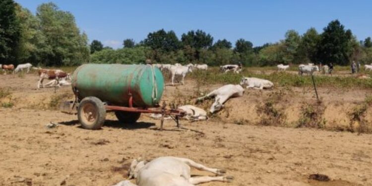 Siccità aumenta tossina.Erano 50 bovini nel Cuneese