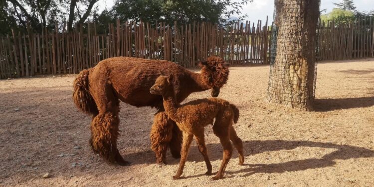 La cucciola è nata da Alpaca e Merino