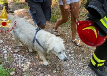 cane nel dirupo