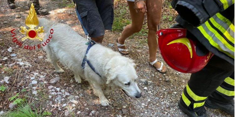 cane nel dirupo