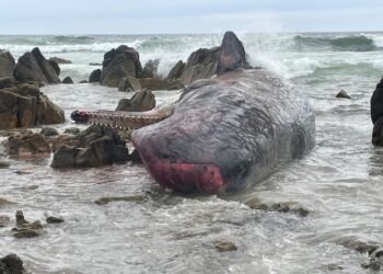 Immagina aerea mostra scena devastante di cetacei sparsi