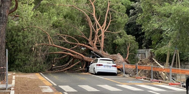 Caduti una quindicina di alberi