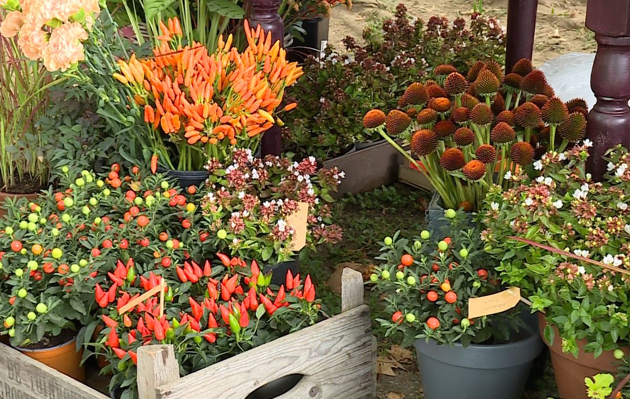 Oggi al via Orticolario “Groncioli di Fiaba”, il bambù come pianta simbolo