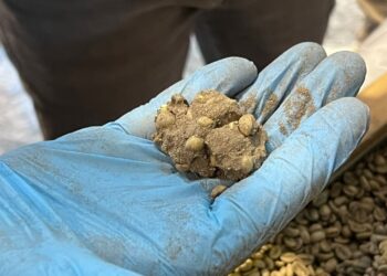 Sostanza imbarcata in Perù e giunta al Molo VII dello scalo
