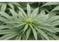 Possesso legale fino a 20 g per over 18