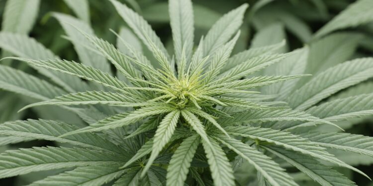 Possesso legale fino a 20 g per over 18