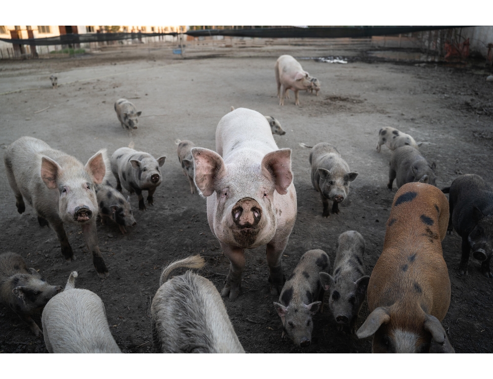 Sfattoria, Tar Lazio annulla abbattimento di suini e cinghiali