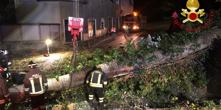 via carso Cade un albero in via Carso