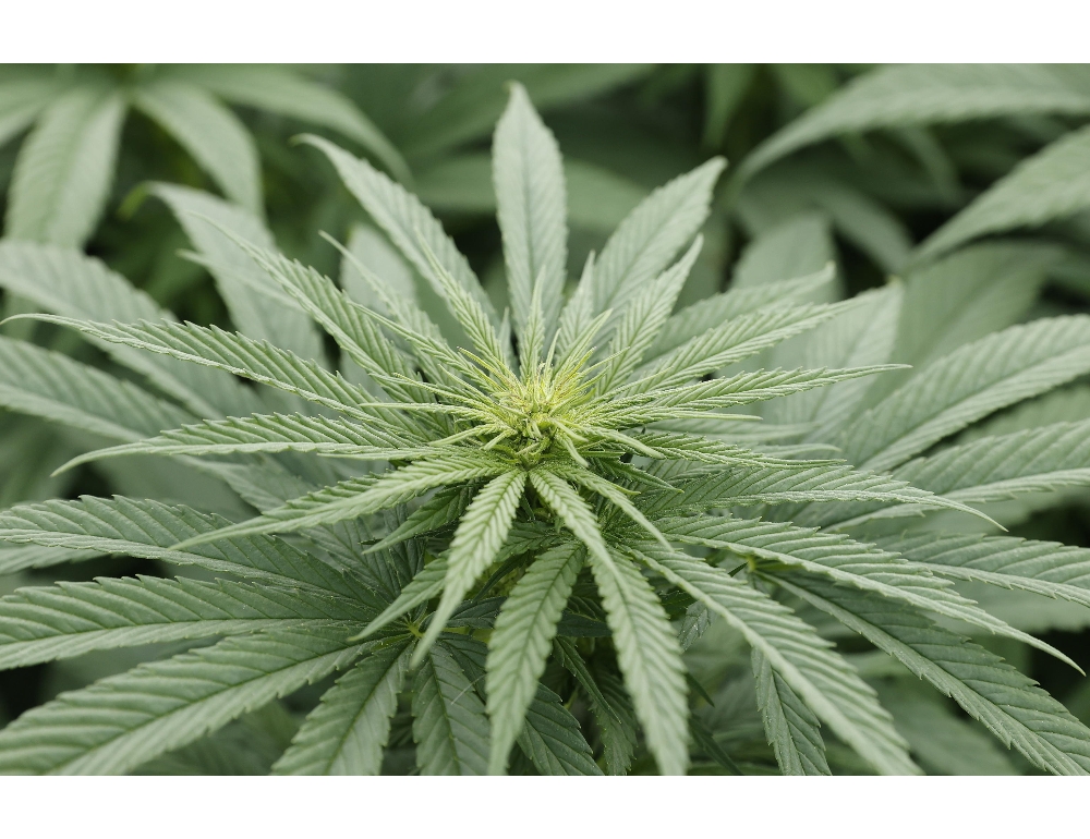 Albania: sequestrati in una serra 870 chili di marijuana