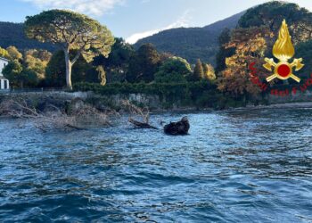 Albero nel lago