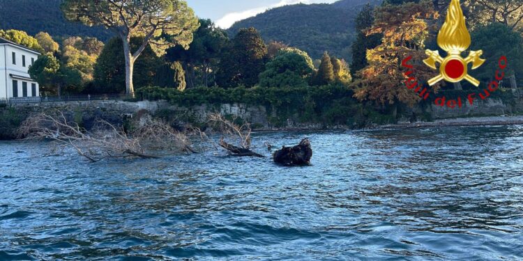 Albero nel lago