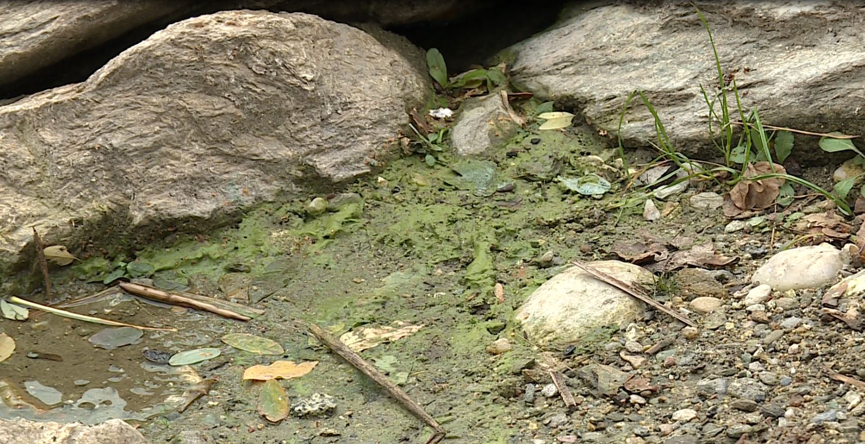 Siccità, il lago di Montorfano verde per le alghe. Il sindaco: “Fenomeno naturale. Attendiamo la pioggia”