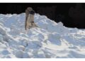 Possibilità estremamente elevata di polmonite e altre malattie