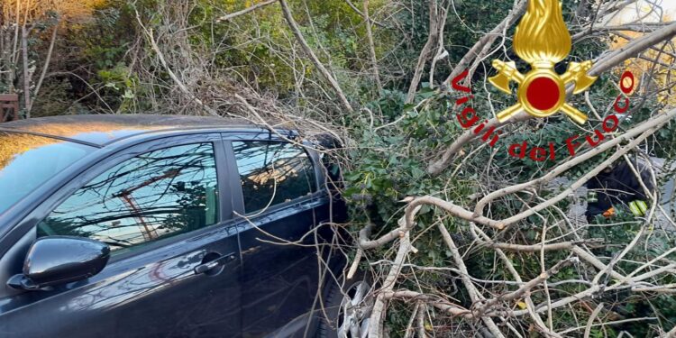 Albero su auto