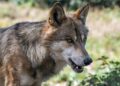 Allevatore aggredito a Tremezzina, non lupi ma cani