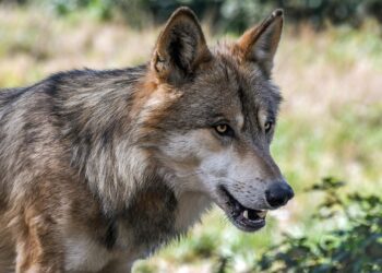 Allevatore aggredito a Tremezzina, non lupi ma cani