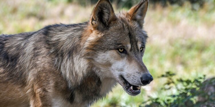 Allevatore aggredito a Tremezzina, non lupi ma cani