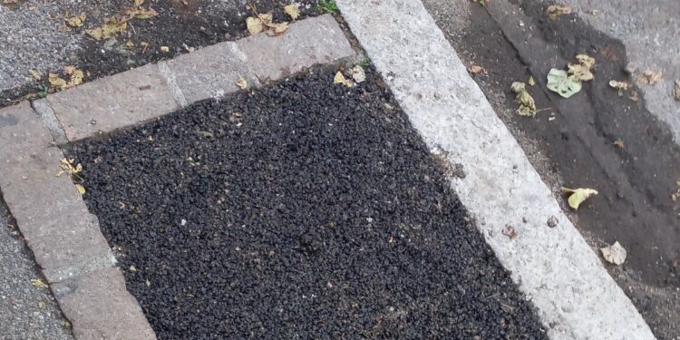 Como, piante e alberi sostituiti con asfalto