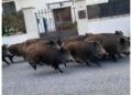 Almeno 18 animali vicino ufficio postale e alcune scuole
