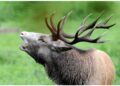Scontro fra due veicoli per schivare l'animale