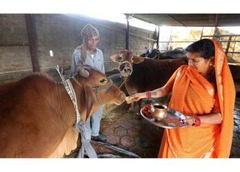 L'Ente protezione animali: 'tutti gli stati celebrino le vacche'