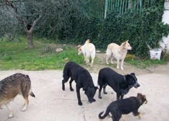 "Vanno perseguite condotte omissive delle istituzioni locali"
