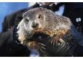 Si ripete la tradizione del Groundhog Day