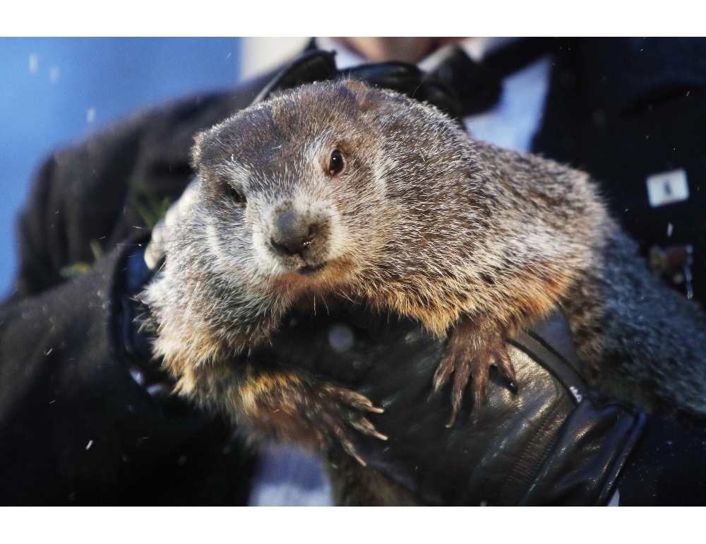 Usa:altre 6 settimane di inverno,il verdetto della marmotta Phil