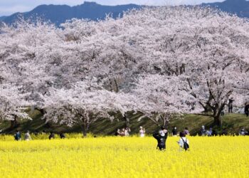 Per la prima volta in 3 anni saranno consentiti gli 'hanami'