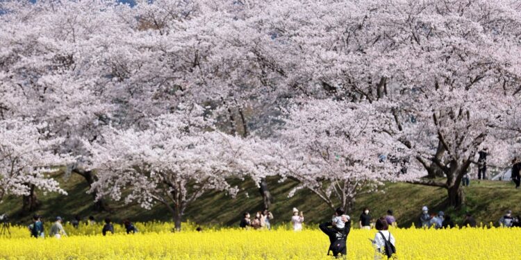 Per la prima volta in 3 anni saranno consentiti gli 'hanami'