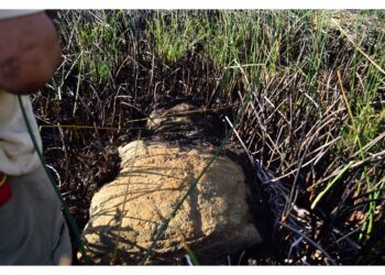 Rinvenuto in un pantano una volta ricoperto da tre metri d'acqua