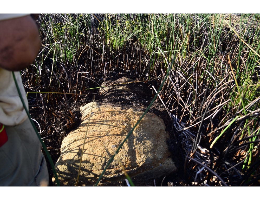 Isola di Pasqua: studenti archeologia scoprono un nuovo moai