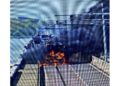Il motore a fuoco